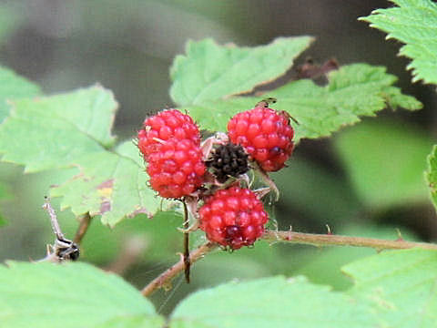 Rubus mesogaeus