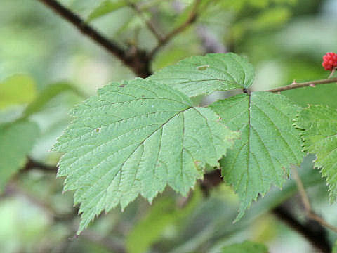 Rubus mesogaeus