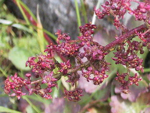 Saxifraga fusca ssp. kikubuki