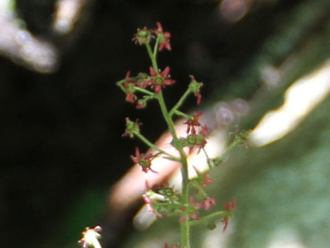 Saxifraga fusca ssp. kikubuki