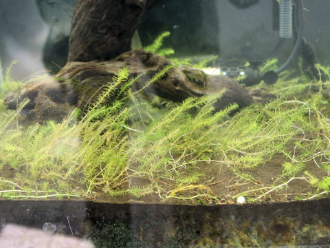Hydrilla verticillata