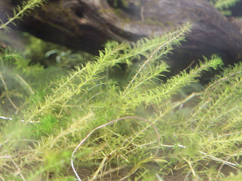 Hydrilla verticillata