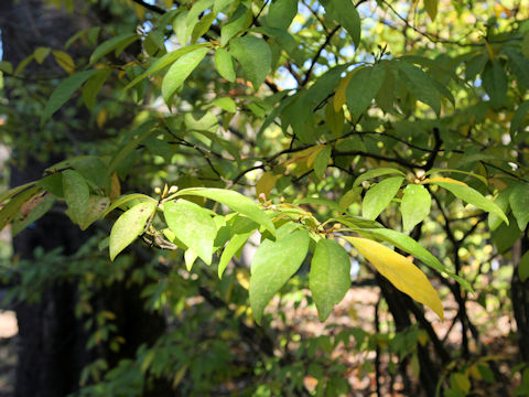 Lindera umbellata