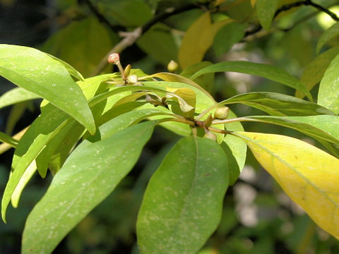 Lindera umbellata