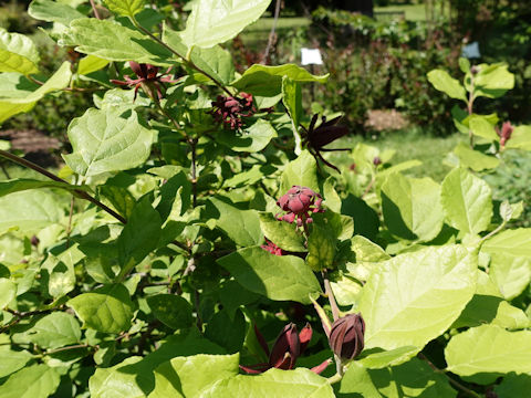 Calycanthus floridus cv. Edith Wilder