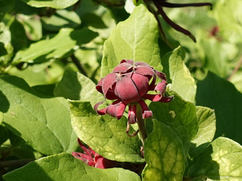 Calycanthus floridus cv. Edith Wilder