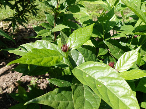 Calycanthus floridus cv. Michael Lindsey