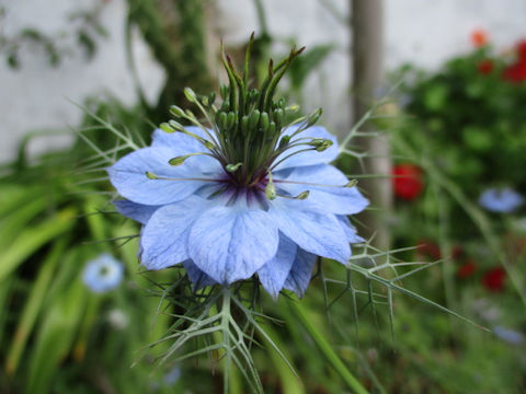 Nigella damascena