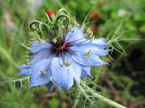 Nigella damascena