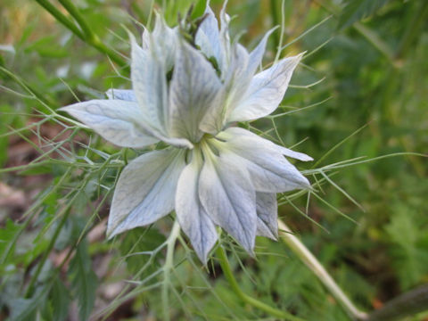 Nigella damascena