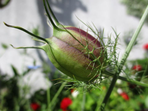 Nigella damascena