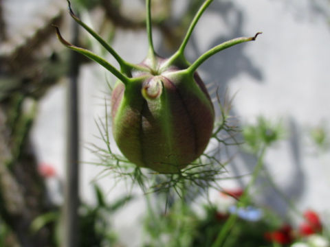 Nigella damascena