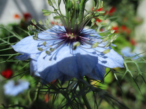 Nigella damascena