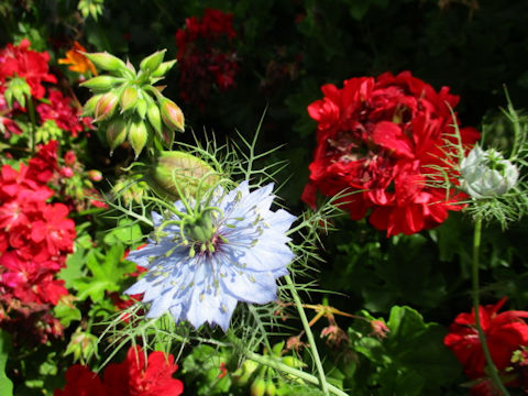 Nigella damascena