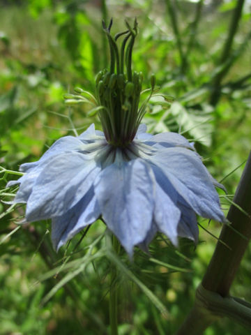 Nigella damascena