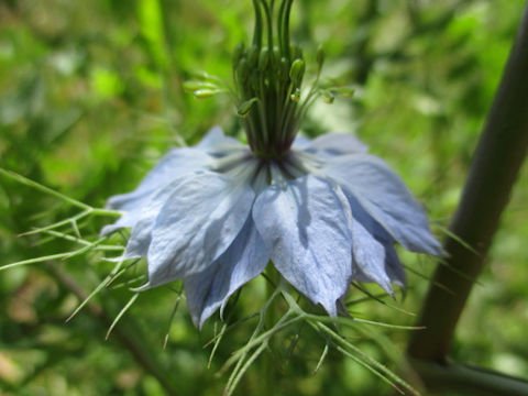 Nigella damascena