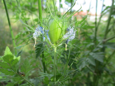 Nigella damascena