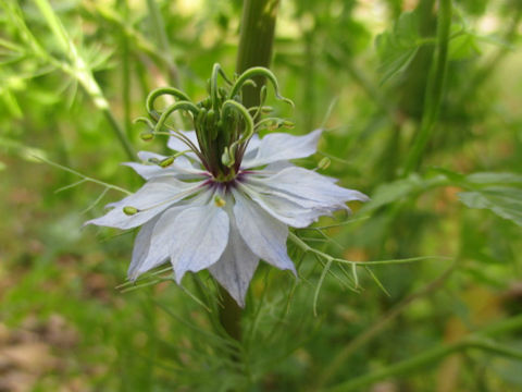 Nigella damascena