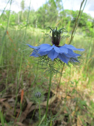 Nigella damascena