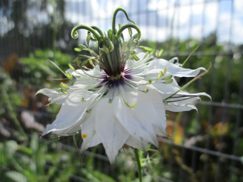 Nigella damascena