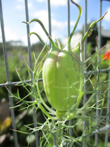 Nigella damascena