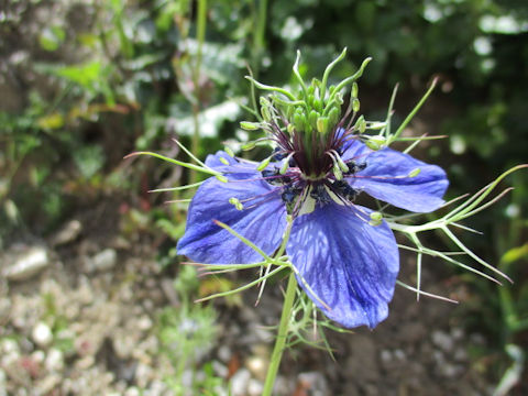 Nigella damascena