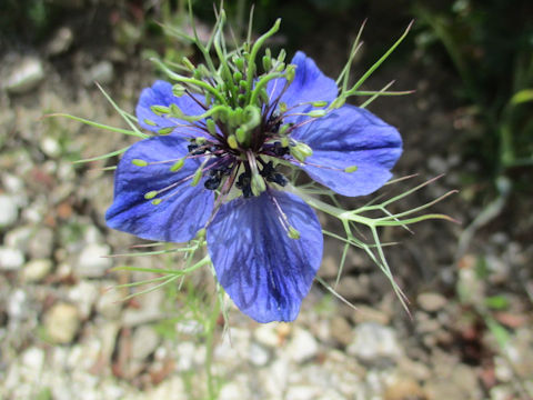 Nigella damascena