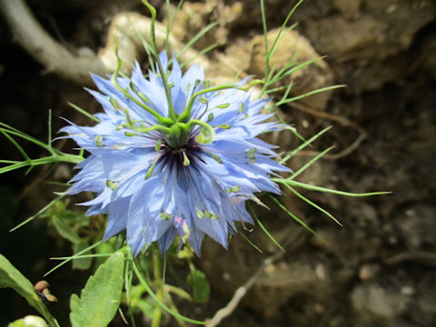 Nigella damascena