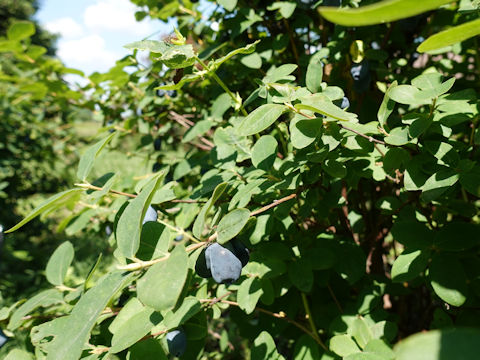 Lonicera caerulea ssp. edulis var. emphyllocalyx cv. Kaido