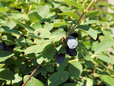 Lonicera caerulea ssp. edulis var. emphyllocalyx cv. Kaido