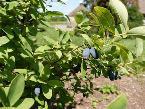 Lonicera caerulea ssp. edulis var. emphyllocalyx cv. Kuchi