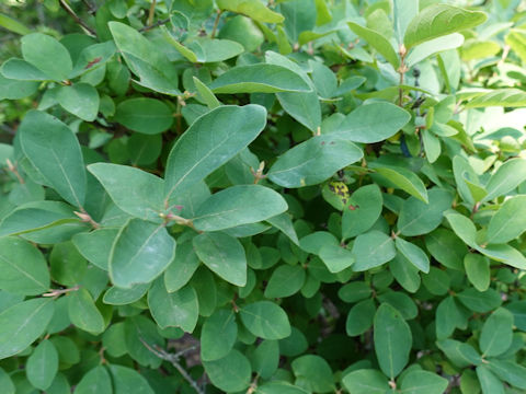 Lonicera caerulea ssp. edulis var. emphyllocalyx cv. 139-24