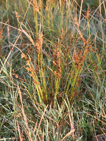 Juncus tenuis