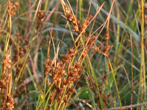 Juncus tenuis