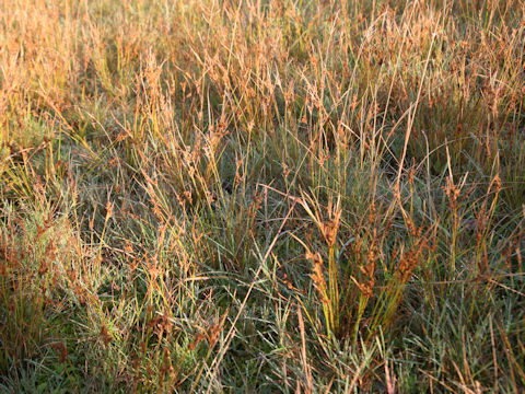 Juncus tenuis