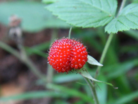 Rubus hirsutus