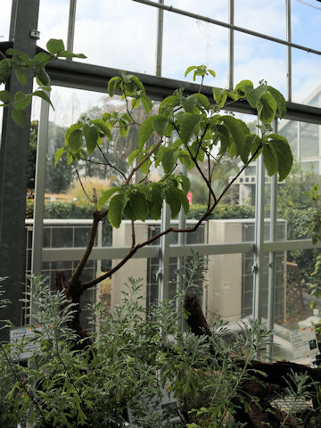 Nothapodytes insularis