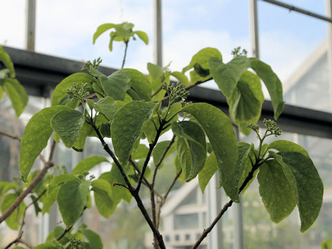 Nothapodytes insularis