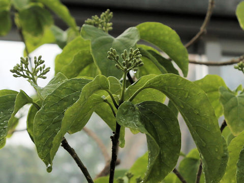 Nothapodytes insularis