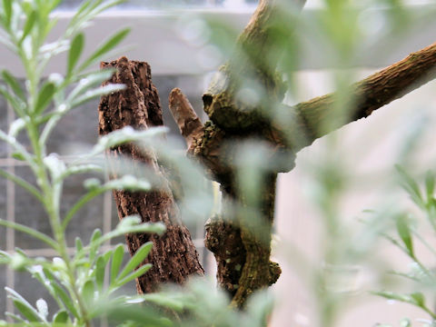 Nothapodytes insularis