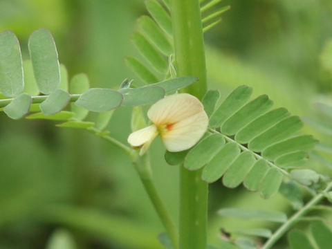 Aeschynomene indica