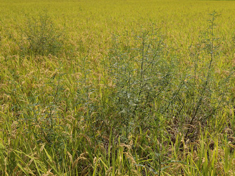 Aeschynomene indica