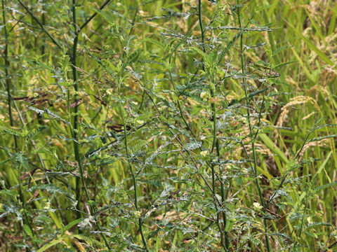 Aeschynomene indica