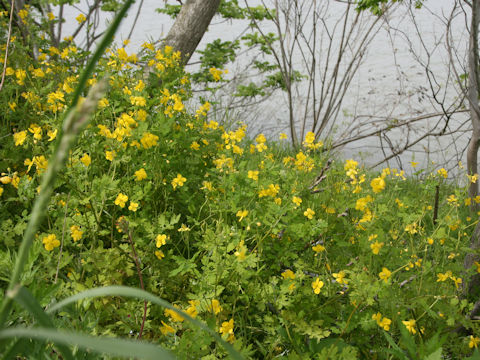 Chelidonium majus var. asiaticum
