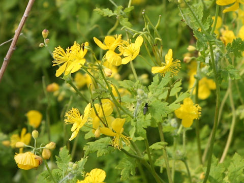 Chelidonium majus var. asiaticum
