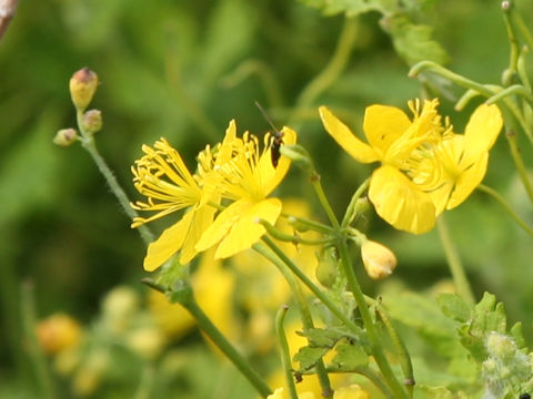 Chelidonium majus var. asiaticum