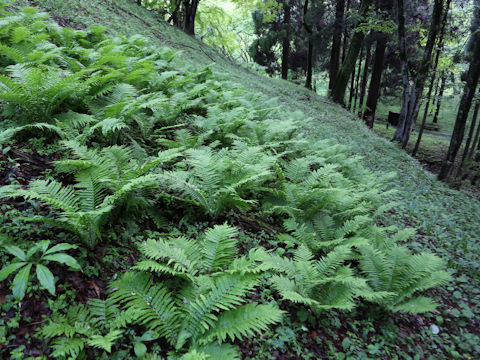Matteuccia struthiopteris
