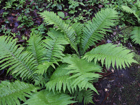 Matteuccia struthiopteris