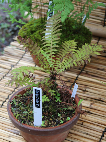 Matteuccia struthiopteris