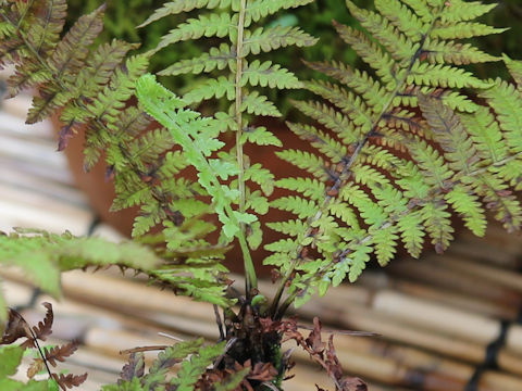 Matteuccia struthiopteris